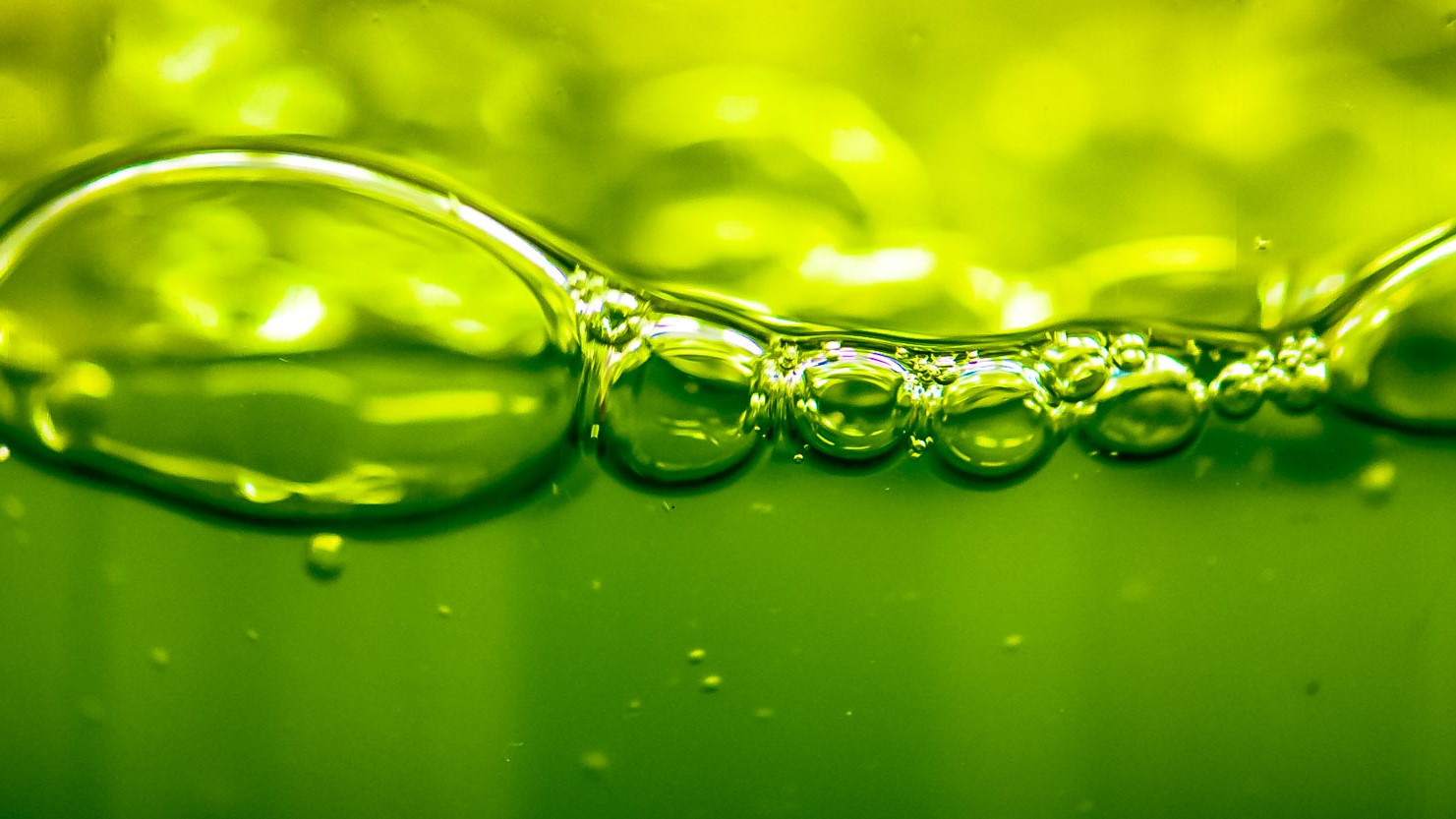 How to boost algae building technology 
